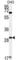 LHFPL Tetraspan Subfamily Member 2 antibody, abx032453, Abbexa, Western Blot image 