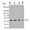 Mortality Factor 4 Like 2 antibody, orb329739, Biorbyt, Western Blot image 