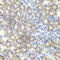 Synaptotagmin 1 antibody, A0992, ABclonal Technology, Immunohistochemistry paraffin image 