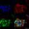Ataxin 1 antibody, SMC-475D-A565, StressMarq, Immunofluorescence image 