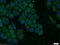 Ro60, Y RNA Binding Protein antibody, 12718-1-AP, Proteintech Group, Immunofluorescence image 