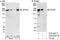 Dedicator Of Cytokinesis 4 antibody, A302-263A, Bethyl Labs, Western Blot image 