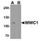 WWC1 antibody, TA349110, Origene, Western Blot image 