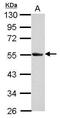 O-phosphoseryl-tRNA(Sec) selenium transferase antibody, PA5-32121, Invitrogen Antibodies, Western Blot image 