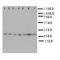 Calcyclin Binding Protein antibody, LS-C312906, Lifespan Biosciences, Western Blot image 