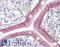 G Protein-Coupled Receptor 52 antibody, LS-B8914, Lifespan Biosciences, Immunohistochemistry frozen image 