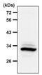 14-3-3 zeta antibody, PA5-27317, Invitrogen Antibodies, Western Blot image 