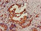 Sentrin-specific protease 2 antibody, orb401120, Biorbyt, Immunohistochemistry paraffin image 