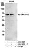 Golgi reassembly-stacking protein 1 antibody, A304-563A, Bethyl Labs, Immunoprecipitation image 