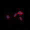 TNF Receptor Superfamily Member 9 antibody, LS-C368641, Lifespan Biosciences, Immunofluorescence image 