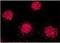 FKBP Prolyl Isomerase 4 antibody, LS-C227386, Lifespan Biosciences, Immunofluorescence image 