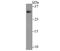 Interleukin 31 antibody, NBP2-80396, Novus Biologicals, Western Blot image 