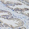 FAS antibody, LS-C330859, Lifespan Biosciences, Immunohistochemistry frozen image 