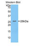 CREB Binding Protein antibody, LS-C293552, Lifespan Biosciences, Western Blot image 