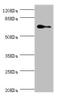 Elf1 antibody, LS-C682110, Lifespan Biosciences, Western Blot image 