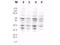 Replication Protein A2 antibody, orb345427, Biorbyt, Western Blot image 