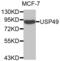 Ubiquitin Specific Peptidase 49 antibody, abx002436, Abbexa, Western Blot image 