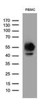 CD14 antibody, TA811529, Origene, Western Blot image 