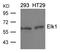 ETS Transcription Factor ELK1 antibody, GTX50691, GeneTex, Western Blot image 