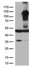 LEM Domain Containing 3 antibody, TA500797S, Origene, Western Blot image 