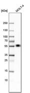 Enah/Vasp-Like antibody, PA5-53864, Invitrogen Antibodies, Western Blot image 