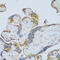 Cytochrome P450 Family 11 Subfamily A Member 1 antibody, 16-871, ProSci, Immunohistochemistry frozen image 