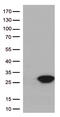 Cancer/Testis Antigen 1B antibody, TA505950S, Origene, Western Blot image 