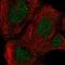 Retinoic Acid Induced 14 antibody, PA5-57888, Invitrogen Antibodies, Immunofluorescence image 