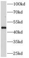 Adaptor Related Protein Complex 3 Subunit Mu 2 antibody, FNab00467, FineTest, Western Blot image 