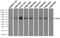 EDL antibody, TA501048, Origene, Immunoprecipitation image 