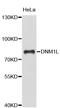 Dynamin-1-like protein antibody, STJ23408, St John