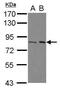 BRCA1 Associated ATM Activator 1 antibody, PA5-30916, Invitrogen Antibodies, Western Blot image 