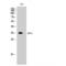 DNA excision repair protein ERCC-1 antibody, LS-C383404, Lifespan Biosciences, Western Blot image 