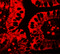 Shisa Family Member 3 antibody, 7275, ProSci, Immunofluorescence image 