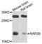 Ras-related protein Rap-2b antibody, abx002992, Abbexa, Western Blot image 