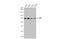 Serum Response Factor antibody, GTX111085, GeneTex, Western Blot image 