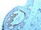 Nucleoli Marker antibody, MBS438004, MyBioSource, Immunohistochemistry frozen image 