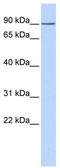 BTB/POZ domain-containing protein KCTD3 antibody, TA338574, Origene, Western Blot image 