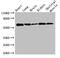 Karyopherin Subunit Alpha 4 antibody, CSB-PA012486LA01HU, Cusabio, Western Blot image 