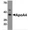 Apolipoprotein A4 antibody, TA349017, Origene, Western Blot image 