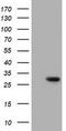 Myo-Inositol Oxygenase antibody, TA501476, Origene, Western Blot image 