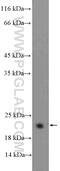 BCL2L2-PABPN1 Readthrough antibody, 16026-1-AP, Proteintech Group, Western Blot image 