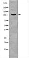 Fibroblast Growth Factor Receptor 2 antibody, orb336100, Biorbyt, Western Blot image 