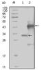 Sek1 antibody, AM06240SU-N, Origene, Western Blot image 