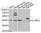 Interleukin 13 Receptor Subunit Alpha 2 antibody, LS-C331844, Lifespan Biosciences, Western Blot image 