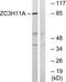 Zinc Finger CCCH-Type Containing 11A antibody, TA314982, Origene, Western Blot image 