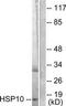 Heat Shock Protein Family E (Hsp10) Member 1 antibody, TA313120, Origene, Western Blot image 