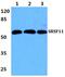 Serine And Arginine Rich Splicing Factor 11 antibody, PA5-37056, Invitrogen Antibodies, Western Blot image 