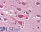 Leucine Rich Repeat Containing 7 antibody, LS-B2825, Lifespan Biosciences, Immunohistochemistry frozen image 