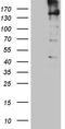 Lysine Demethylase 3A antibody, CF812140, Origene, Western Blot image 